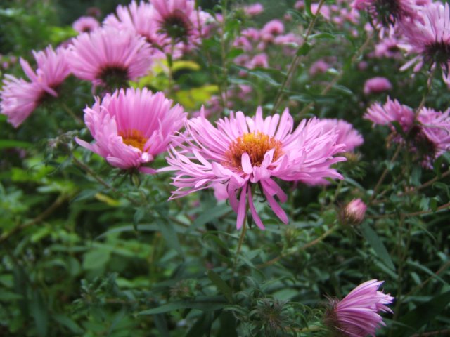 Aster Giverny 