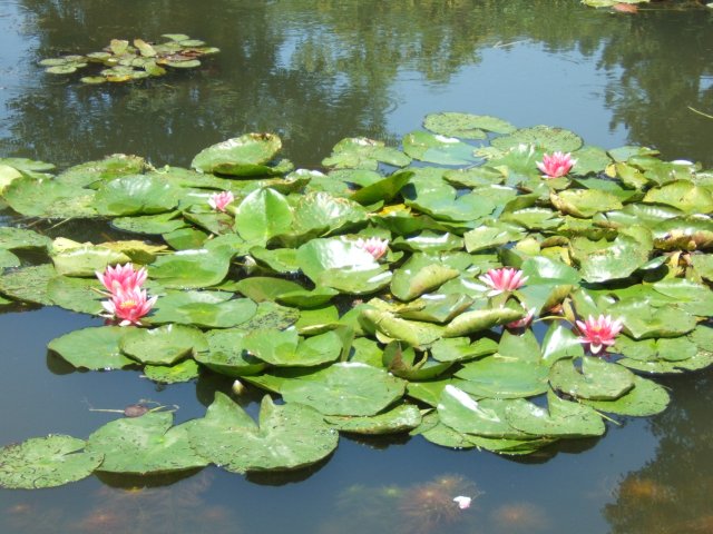 Waterlilies at Giverny