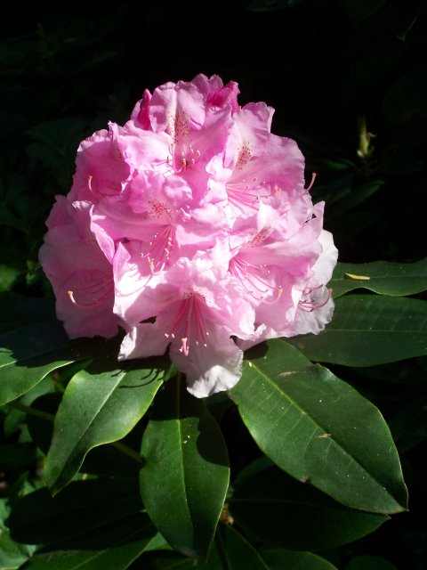 Giverny Rhododendron