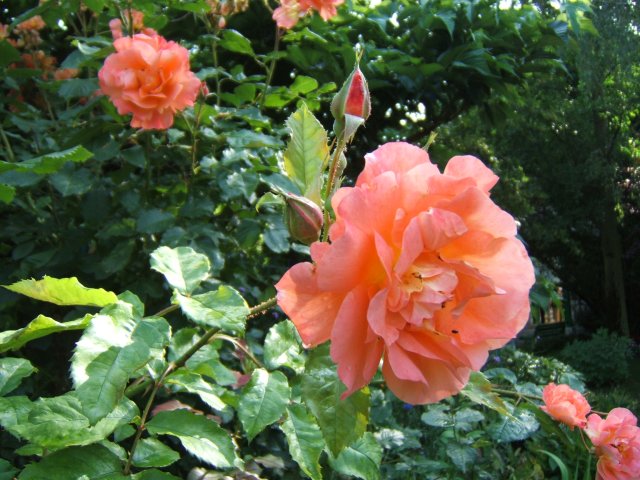 Rose Giverny 