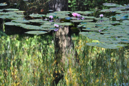 Giverny garden Monet's water lily pond