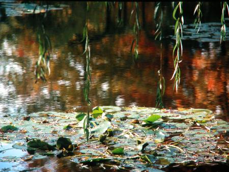 waterlilies at Giverny France