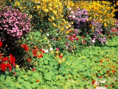 Claude Monet garden Giverny