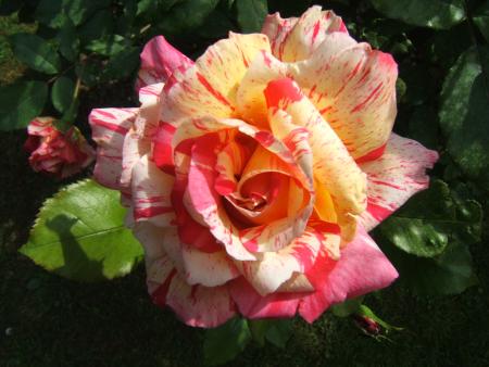 rose aux couleurs
      de sorbet